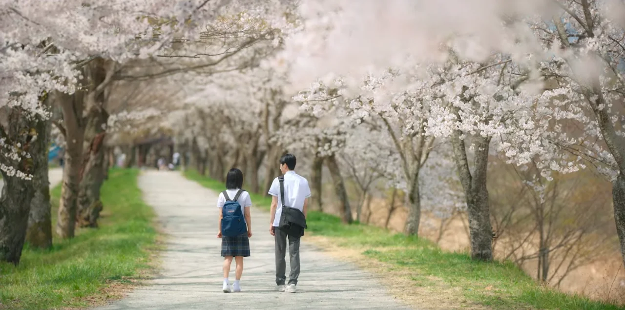 <너의 시간 속으로> 드라마 속 벚꽃 명장면, 벚꽃 촬영지, 벚꽃 명소