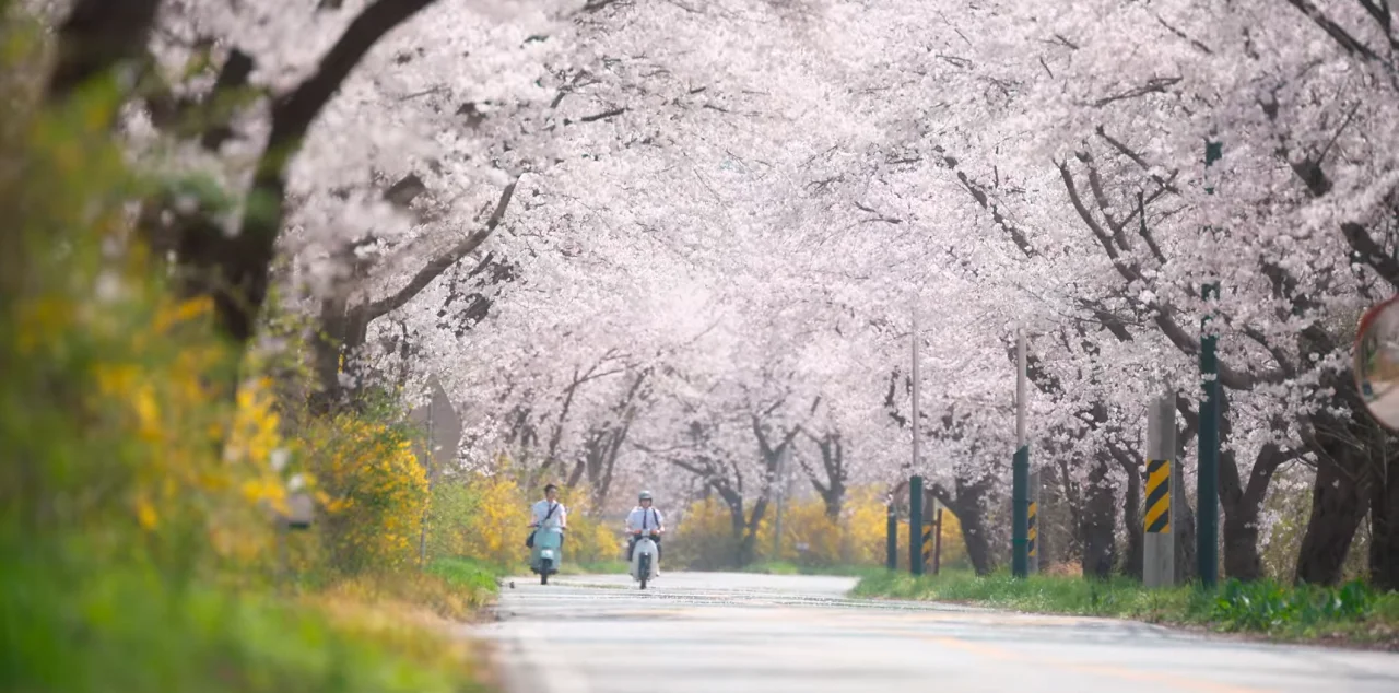 드라마 <너의 시간 속으로> 속 벚꽃 명장면, 벚꽃 촬영지, 벚꽃 명소