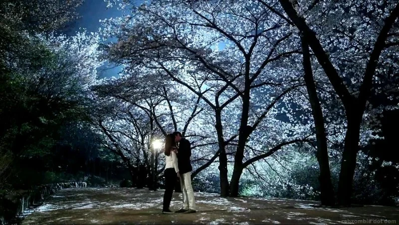 드라마 <신사의 품격> 속 벚꽃 명장면, 벚꽃 촬영지, 벚꽃 명소