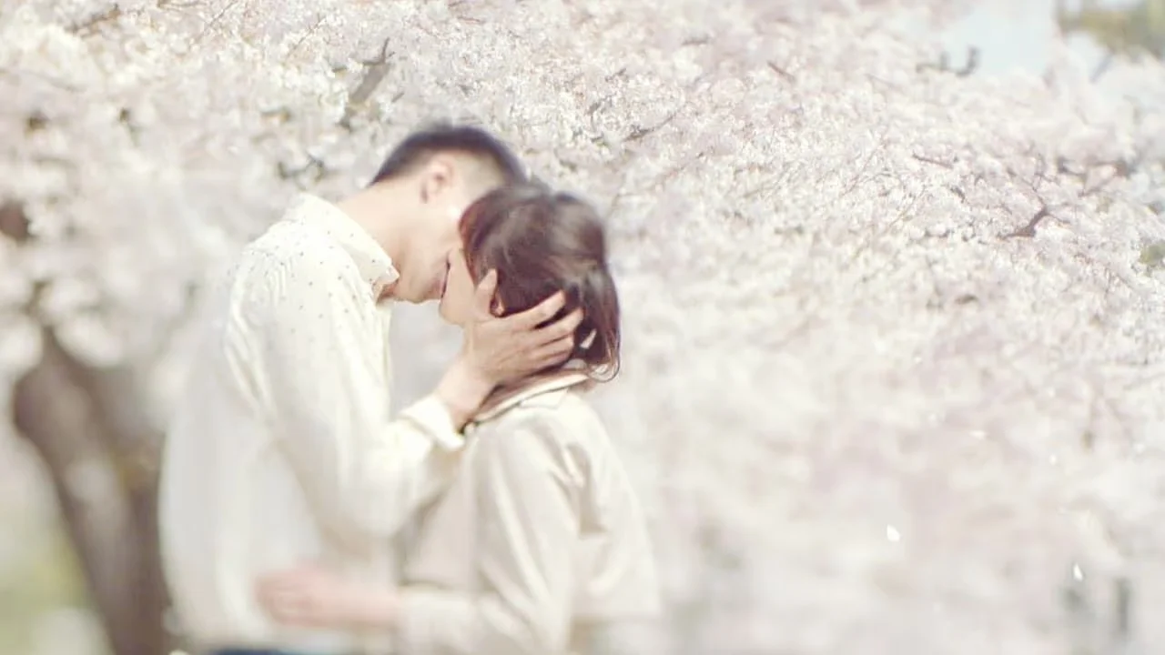 드라마 <그 겨울, 바람이 분다> 속 벚꽃 명장면, 벚꽃 촬영지, 벚꽃 명소