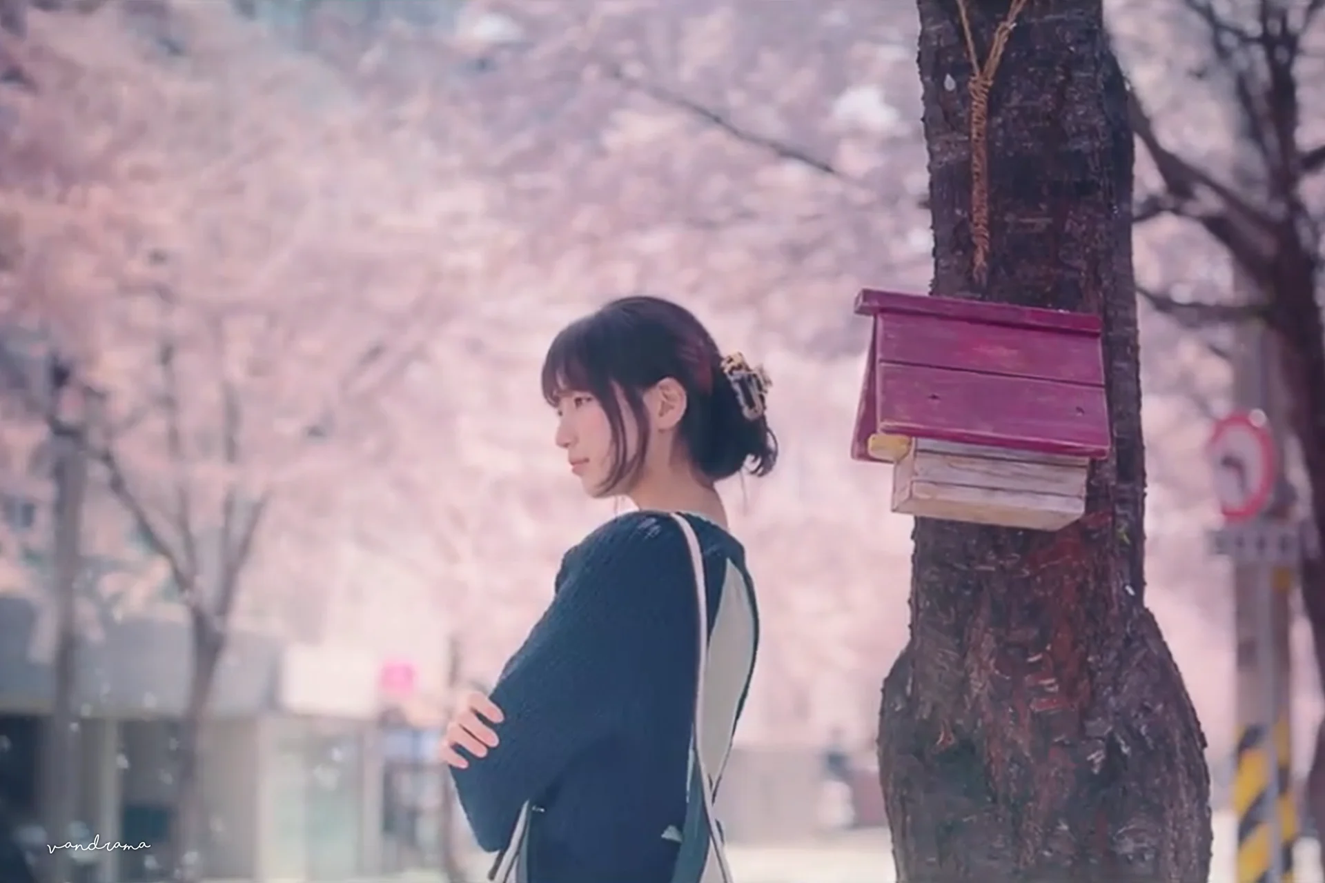 드라마 <스타트업> 속 벚꽃 명장면, 벚꽃 촬영지, 벚꽃 명소