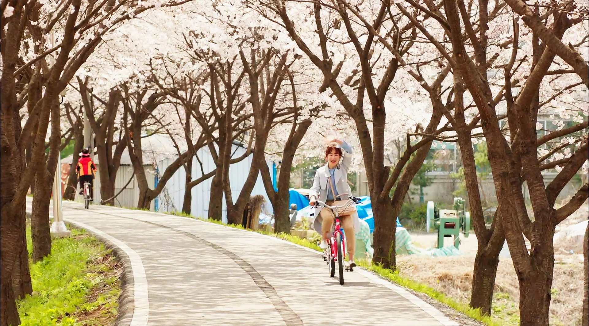 드라마 <식샤를 합시다2> 속 벚꽃 명장면, 벚꽃 촬영지, 벚꽃 명소