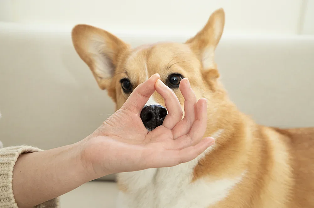 반려동물 영양제 상세페이지