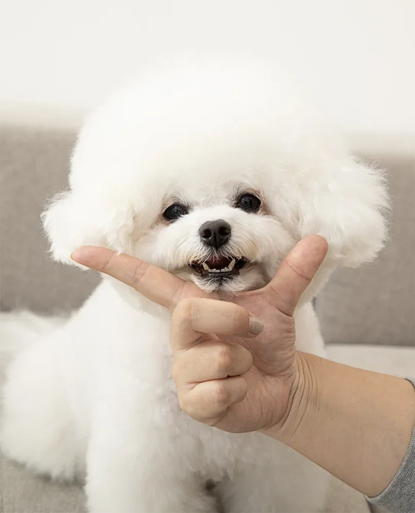 반려동물 영양제