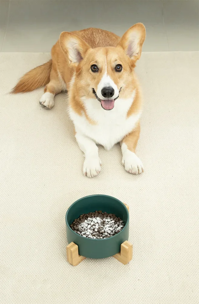 반려동물 영양제