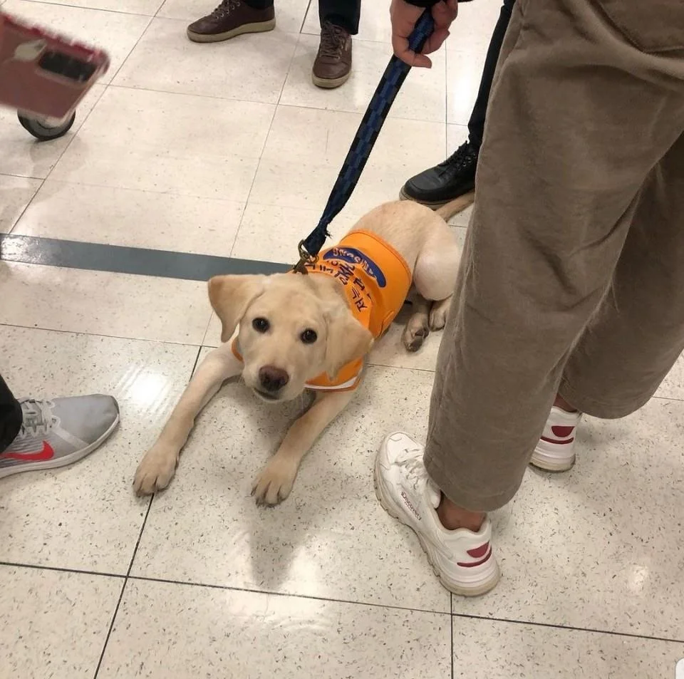 사건 당시 인스타그램에 올라왔던 안내견 사진