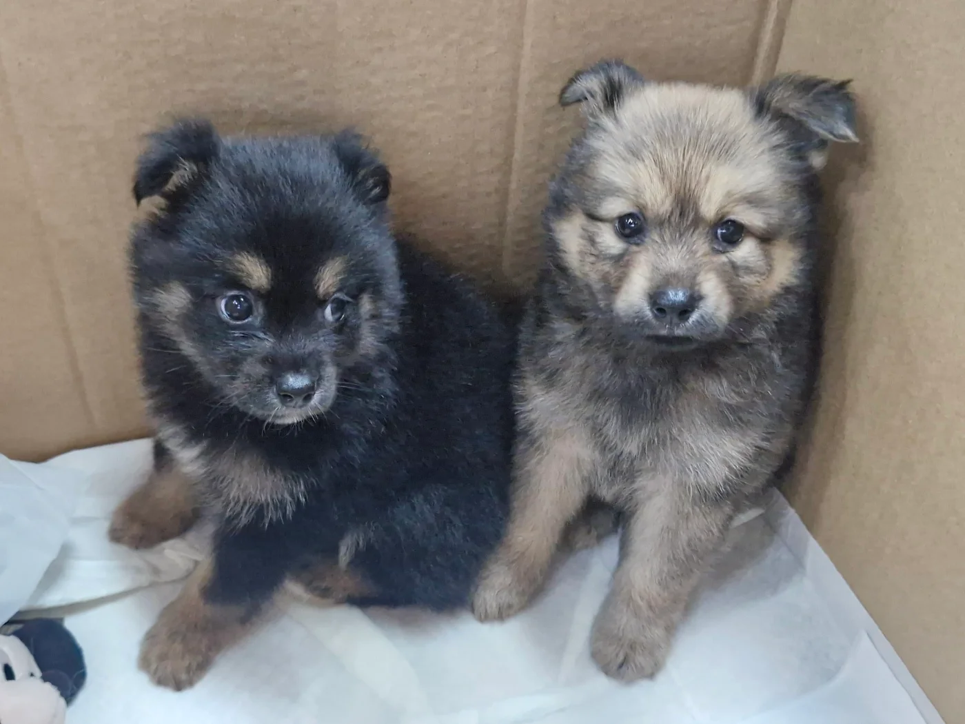 고속도로 휴게소에서 구조된 유기견