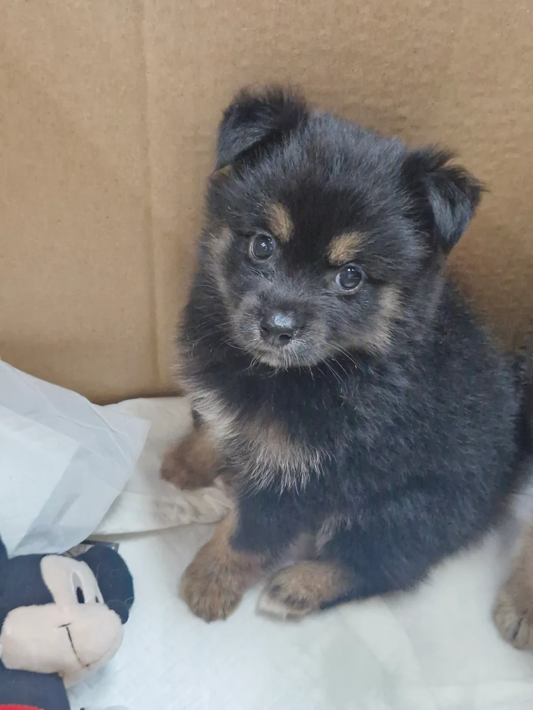 고속도로에서 구조한 유기견 강아지1