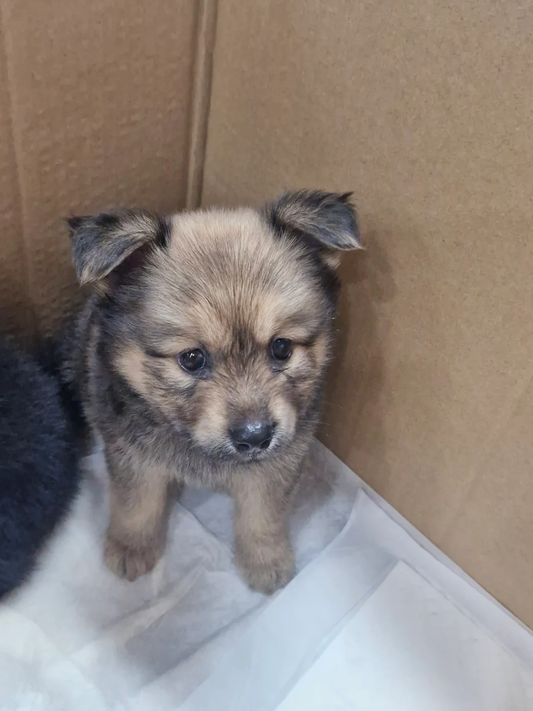 고속도로에서 구조한 유기견 강아지2