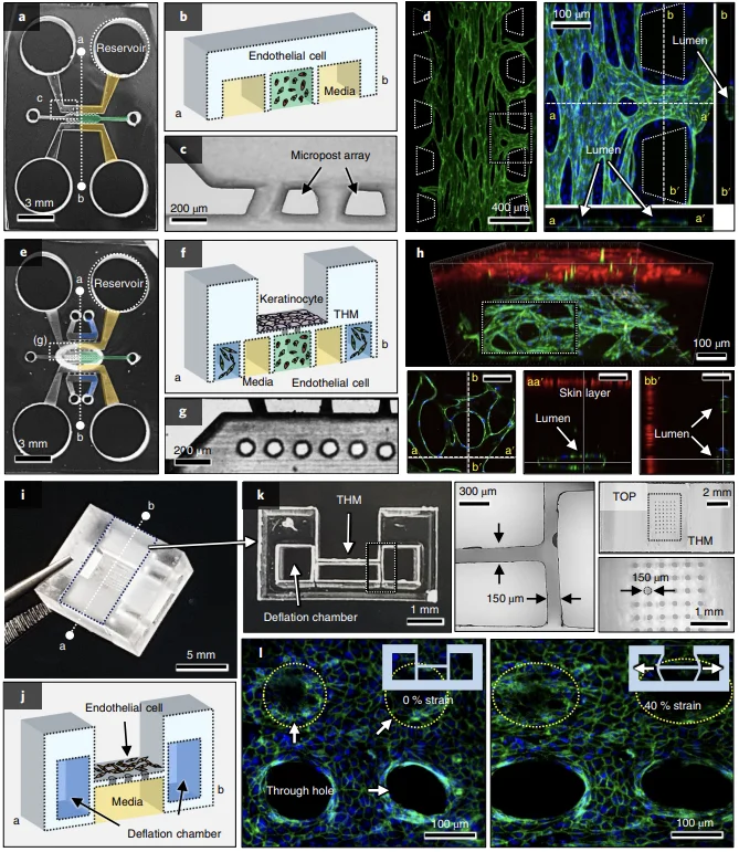 Figure 4 of the paper
