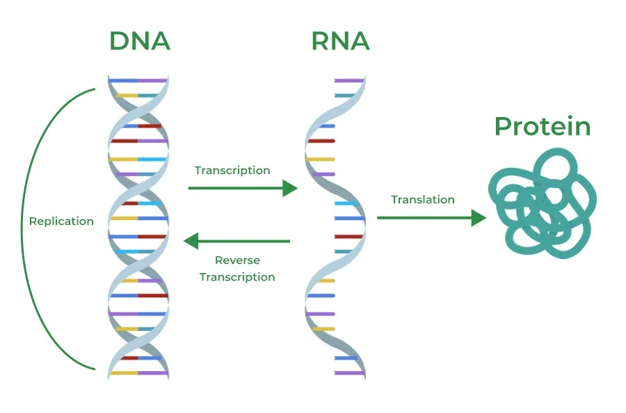 Central Dogma of Molecular Biology
