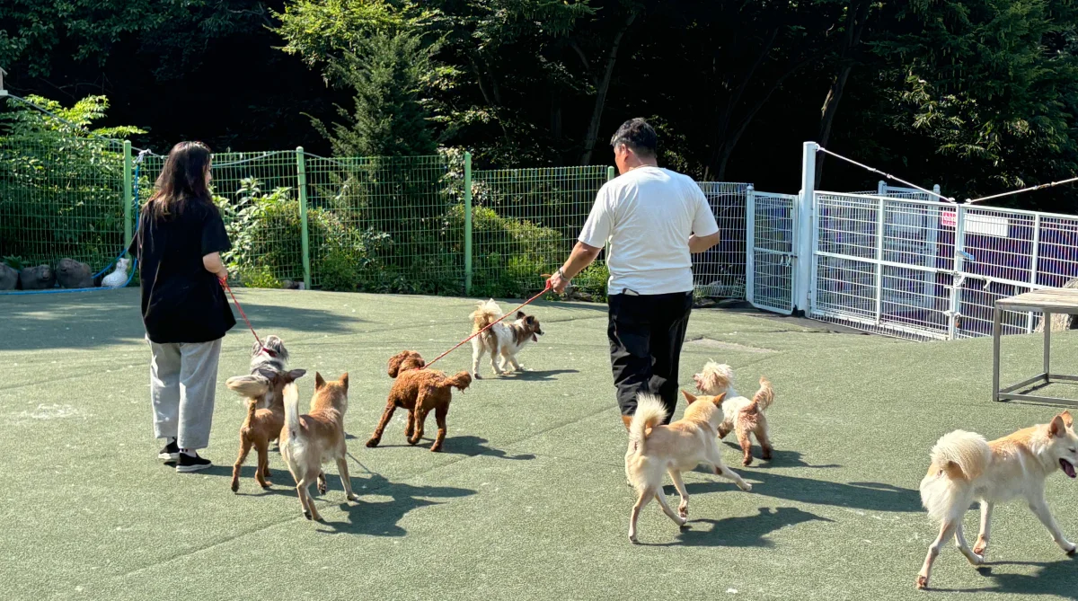 후노의 유기동물 리드줄 만들기 비대면 봉사활동으로 산책 봉사 중인 유기견 보호소