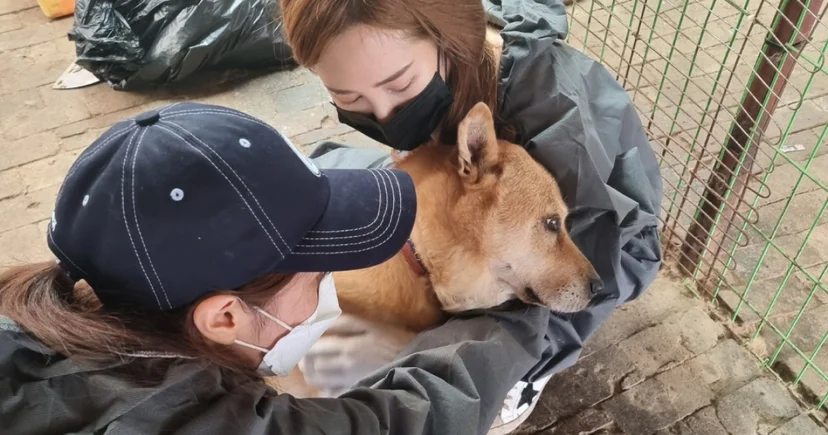 유기견 보호소에서 봉사활동을 하는 자원 봉사자