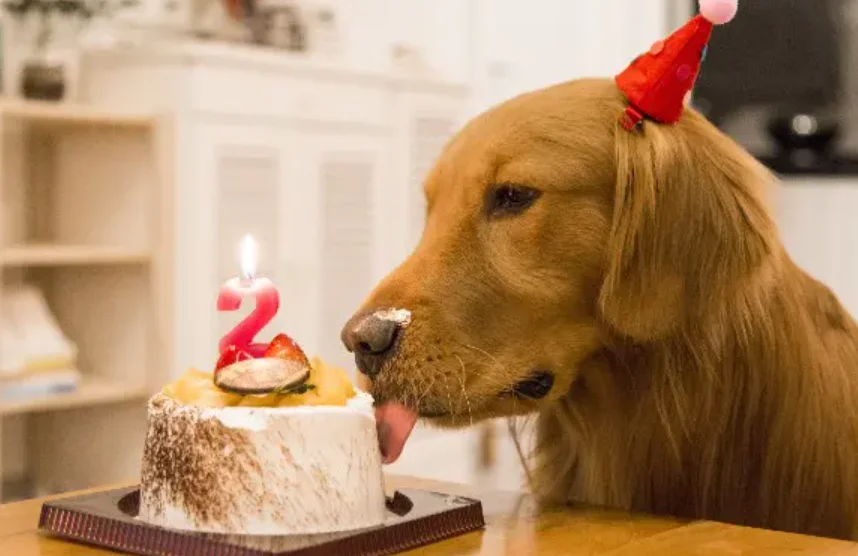 반려동물을 위해 디자인된 귀여운 강아지 생일 케이크