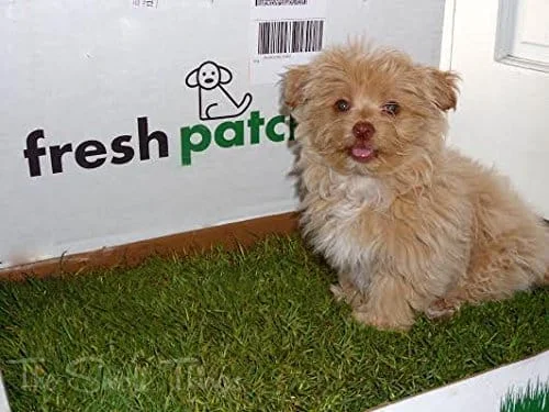 cute_doggy_on_the_grass