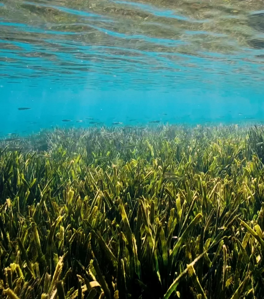 2025 패션 트렌드, 2024 패션 트렌드, 2025 팬톤 컬러, 보헤미안룩, K 패션