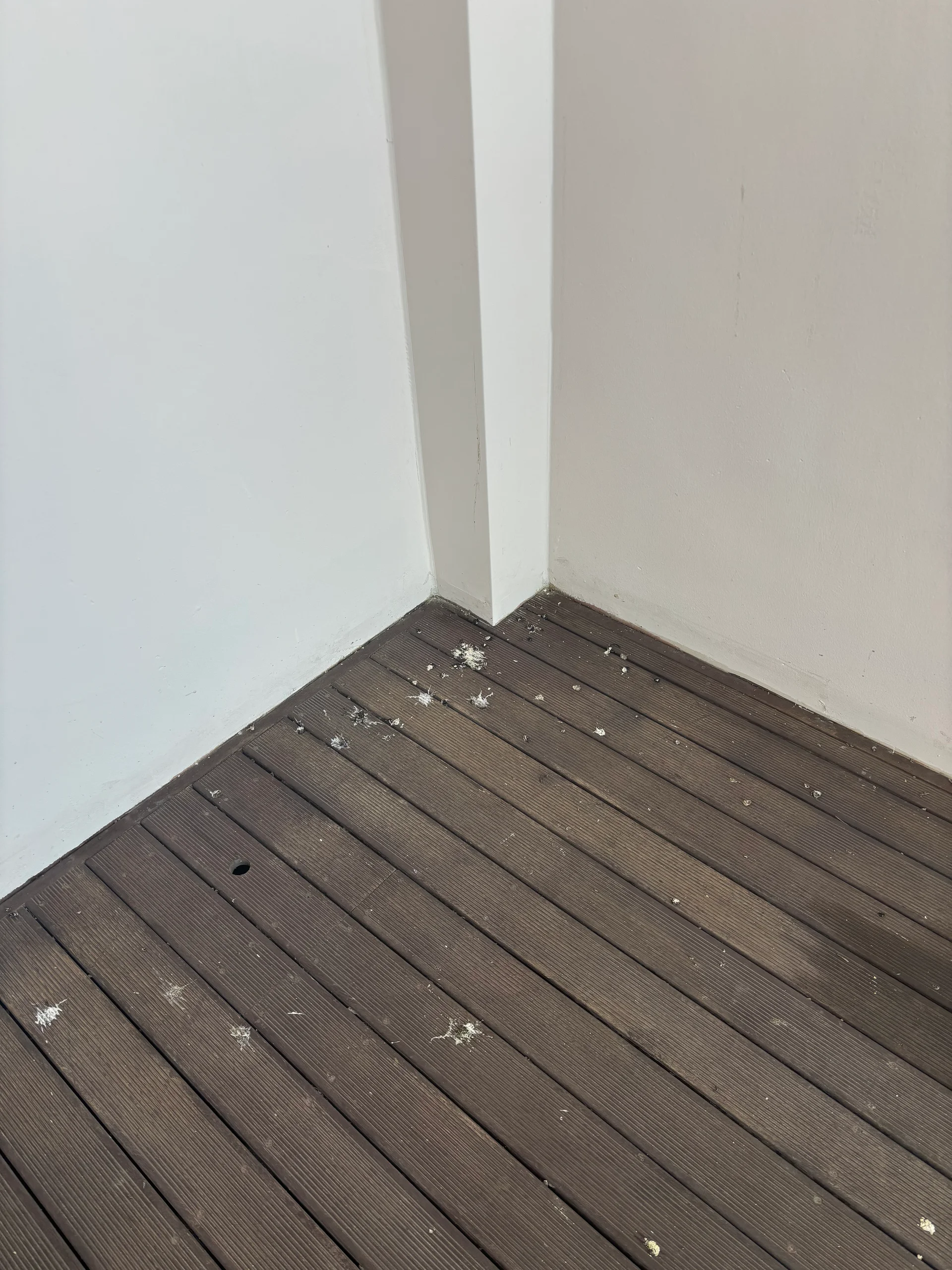 비둘기 배설물 피해현장