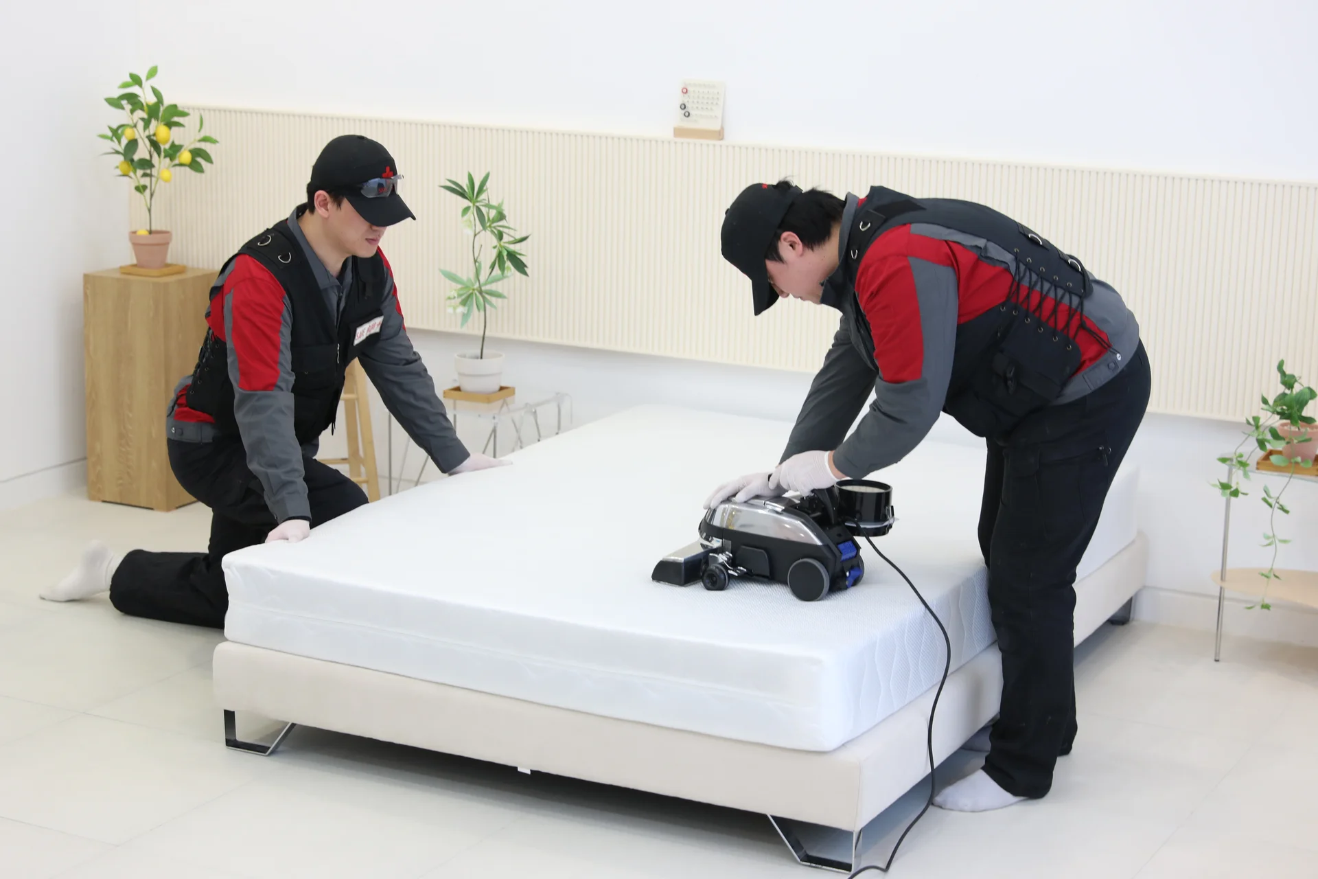 매트리스 청소 빈대 퇴치