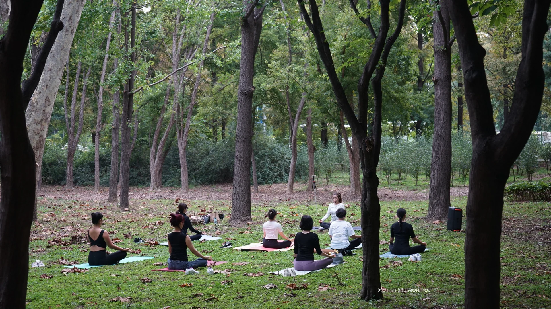 양재 시민의 숲 야외 요가