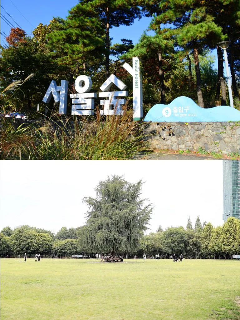 서울숲 야외 요가