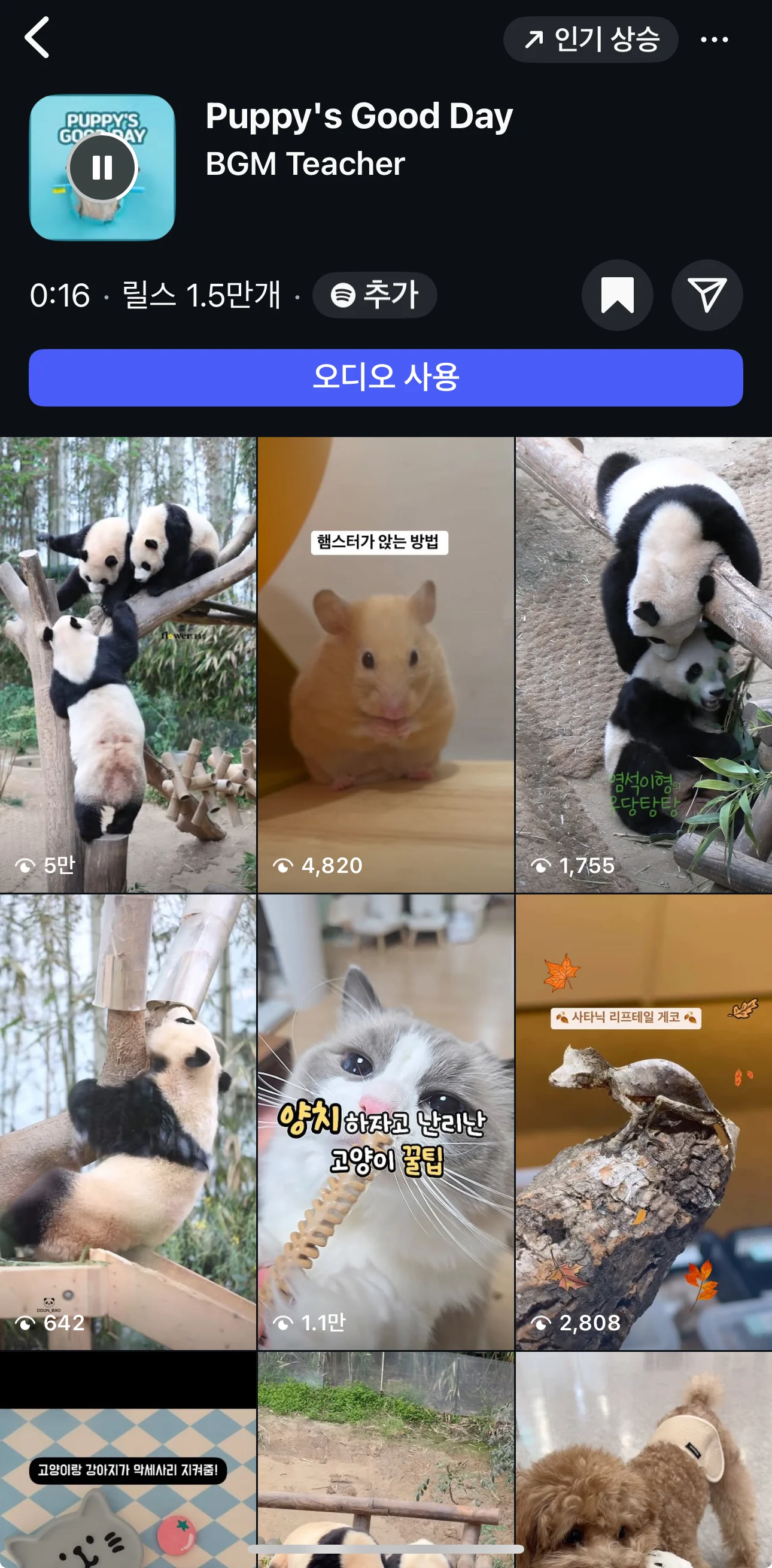 릴스 1.5만개 브금강사 puppy's good day