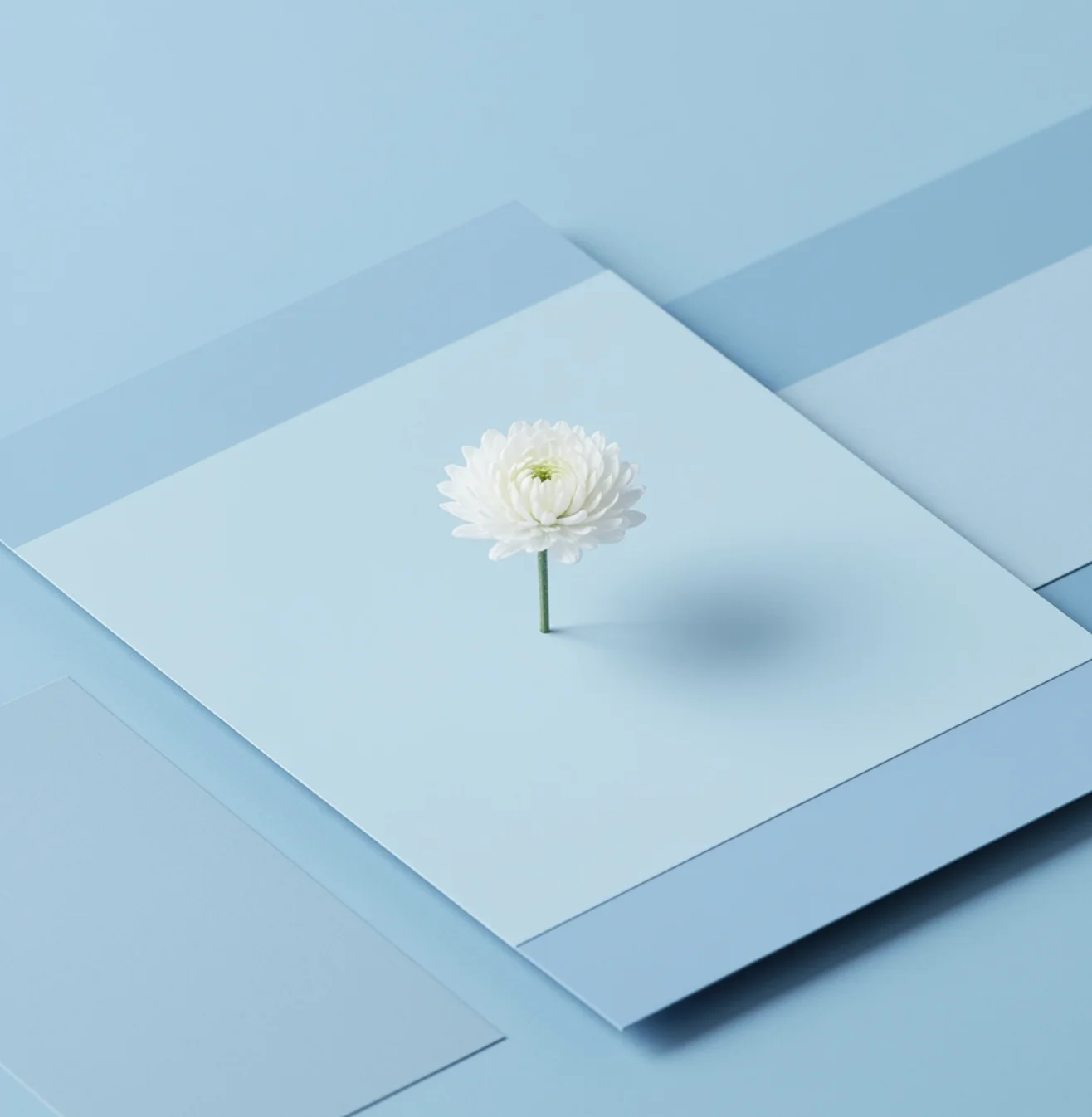 파스텔 블루 단색 배경에 흰색 꽃 한 송이로 포인트를 준, 깔끔하면서도 생동감 있는 무드보드