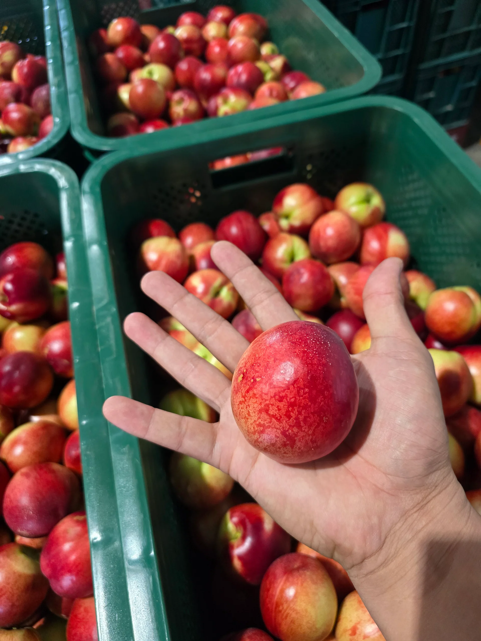 대봉유통 취급 신비복숭아
