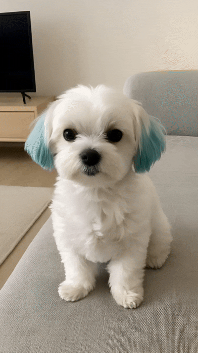 캐럿 AI로 완성된, 강아지가 사람으로 변신하는 효과음과 배경음악이 포함된 최종 반려동물 인간화 영상