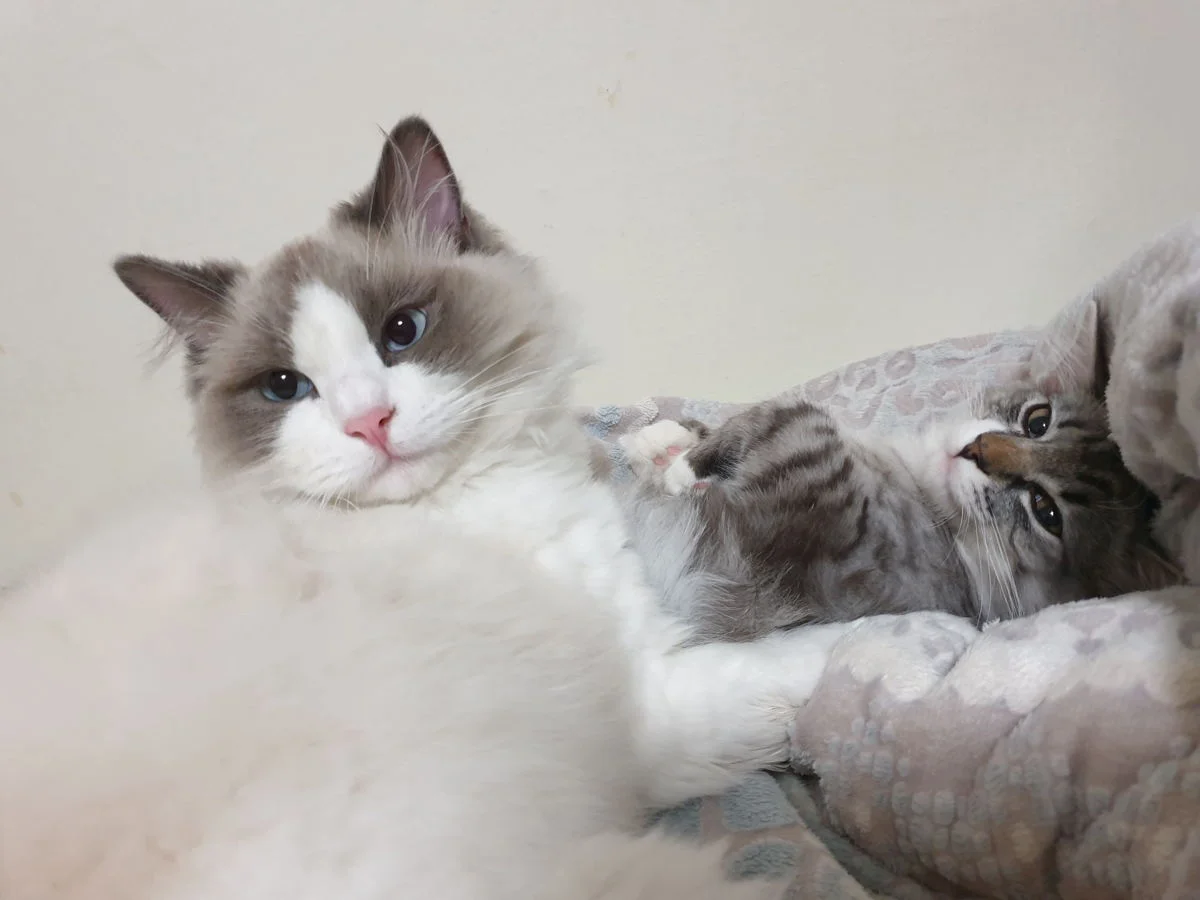 정태님네 귀여운 코코, 미쯔