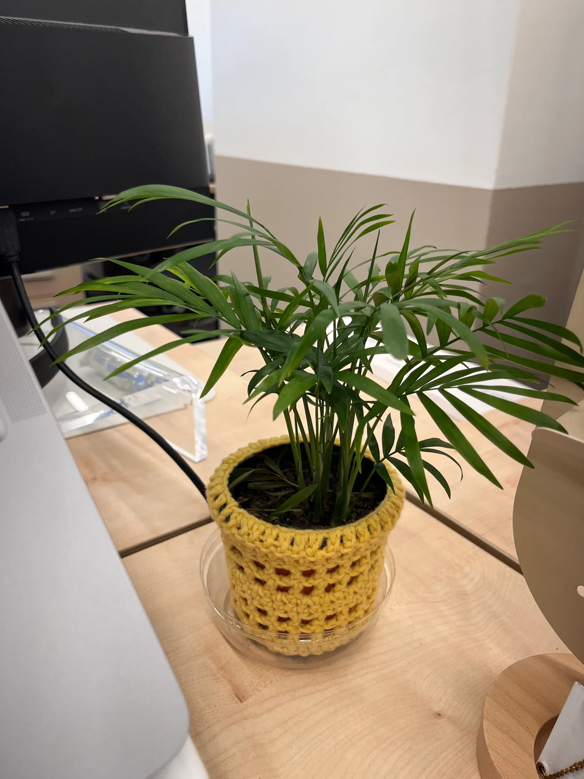 엔코스테이 호스트 PM 켈리의 반려식물