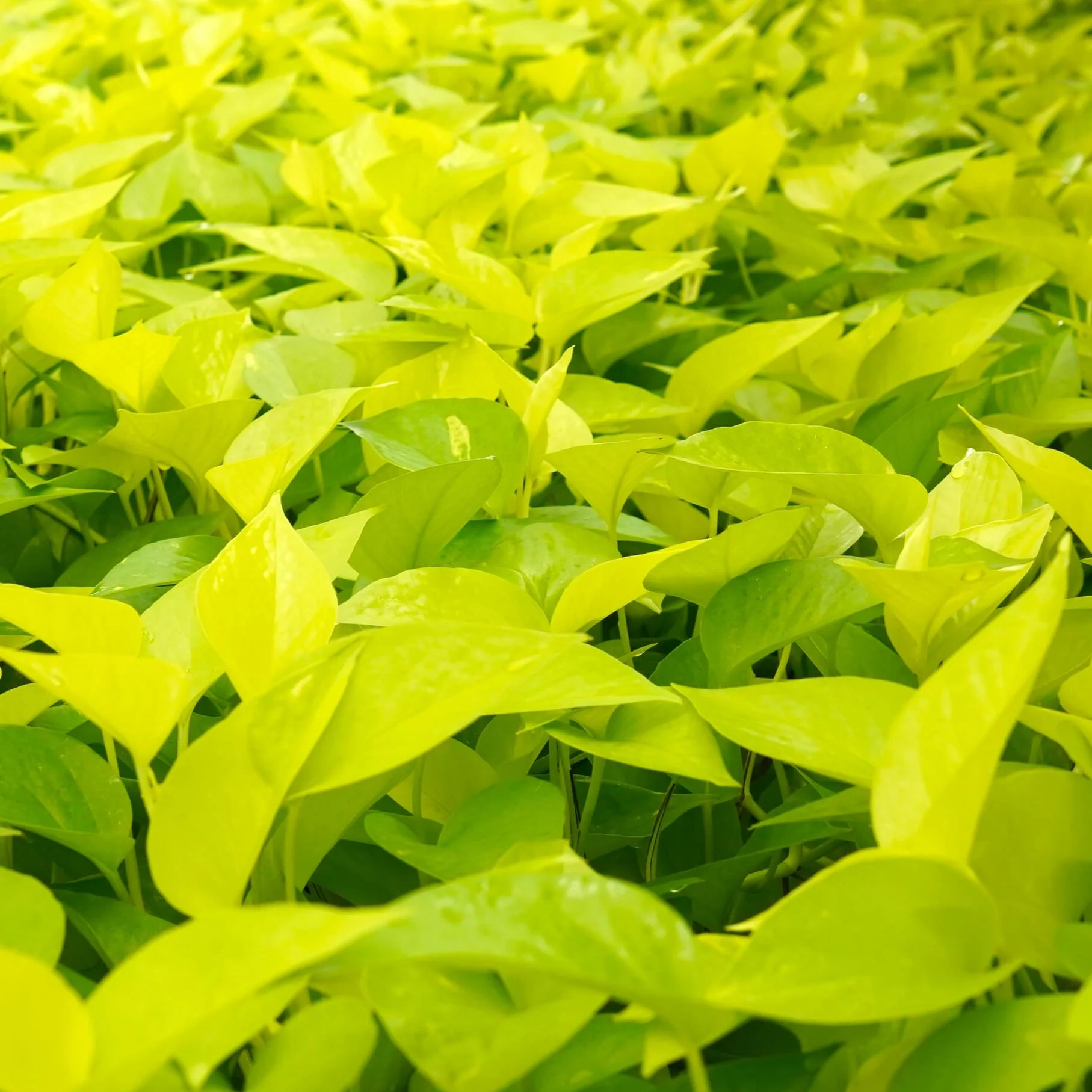 라임스킨 수경식물