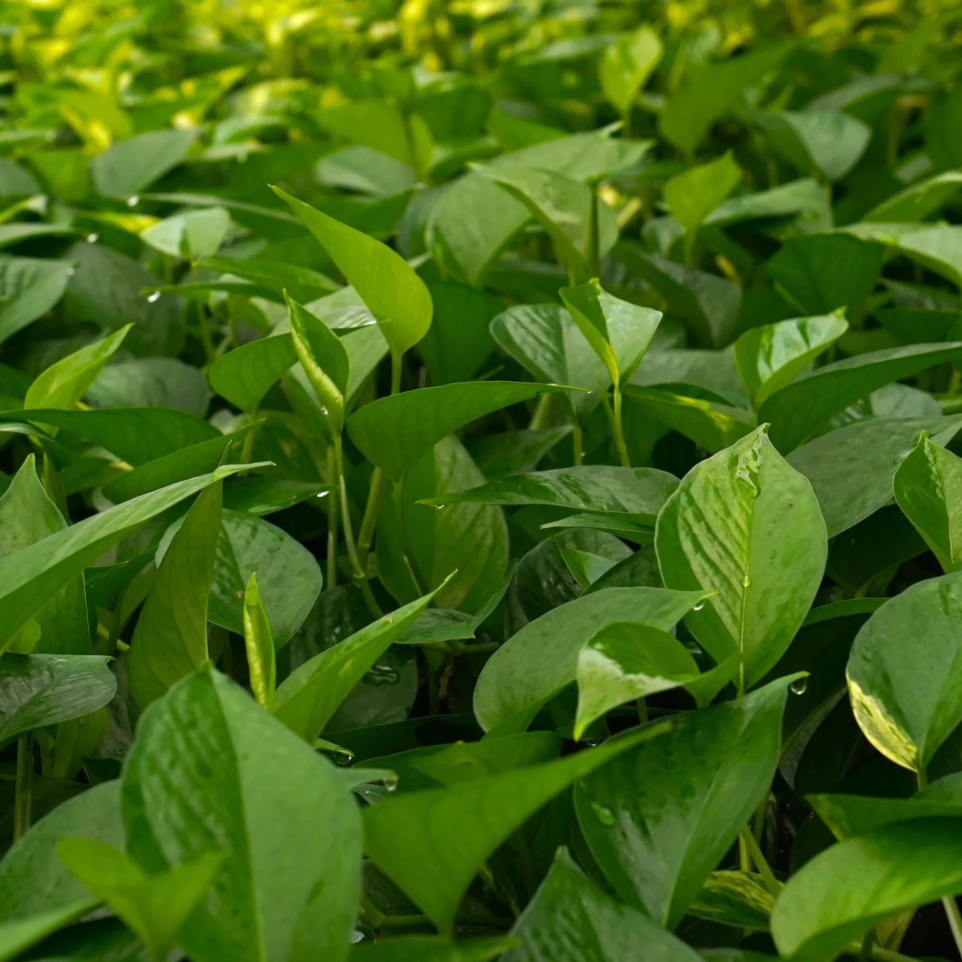 청스킨 수경재배식물