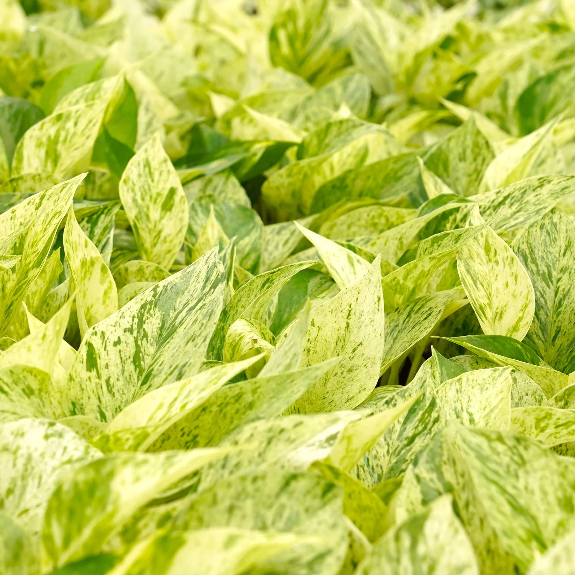 화이트마블 스킨 수경식물