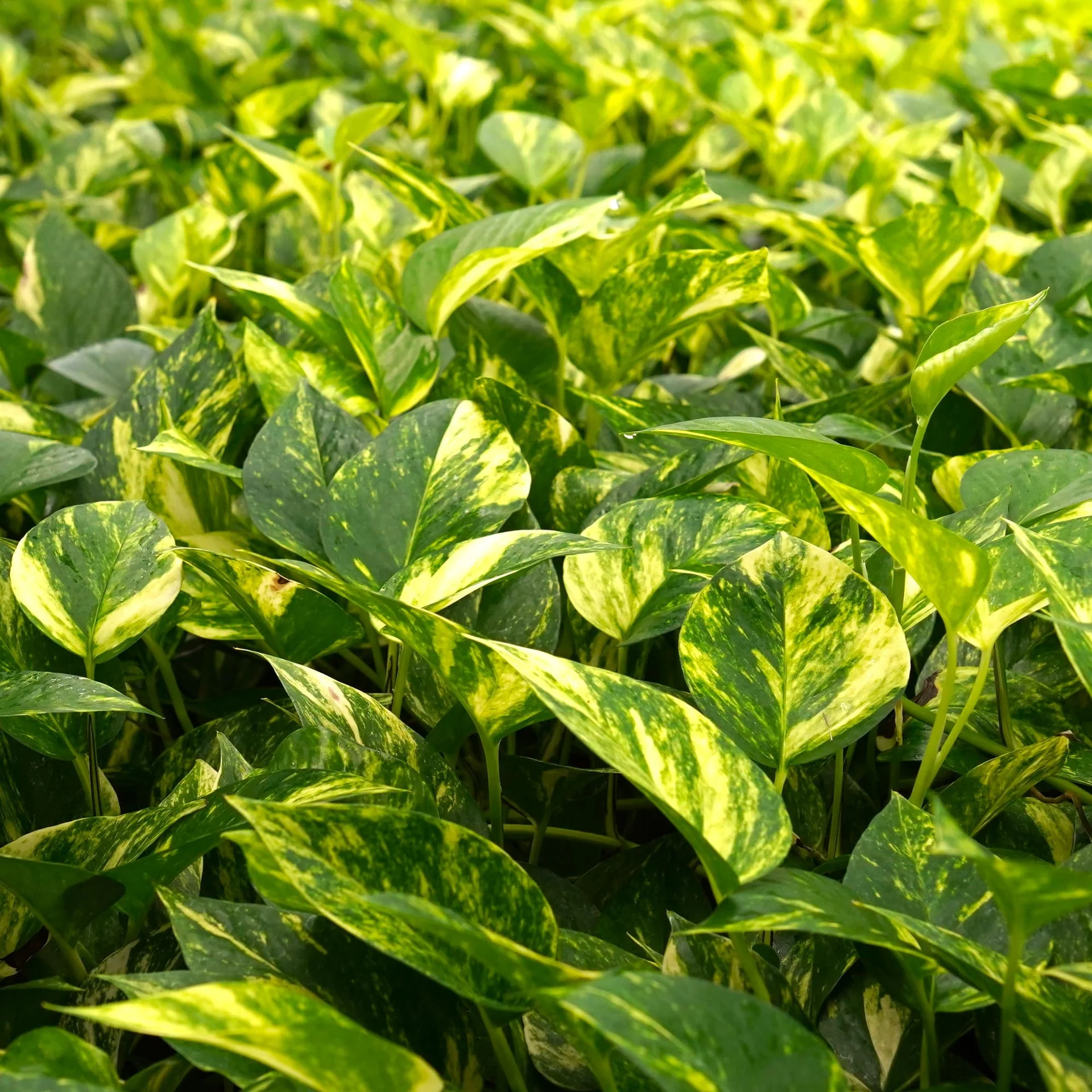 무늬스킨 수경식물