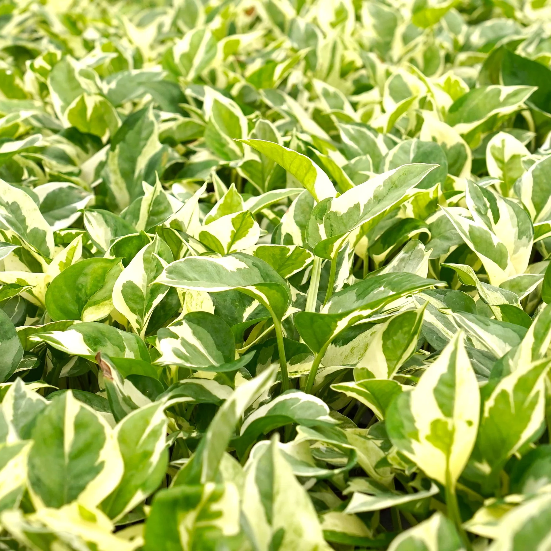 엔조이스킨 수경식물