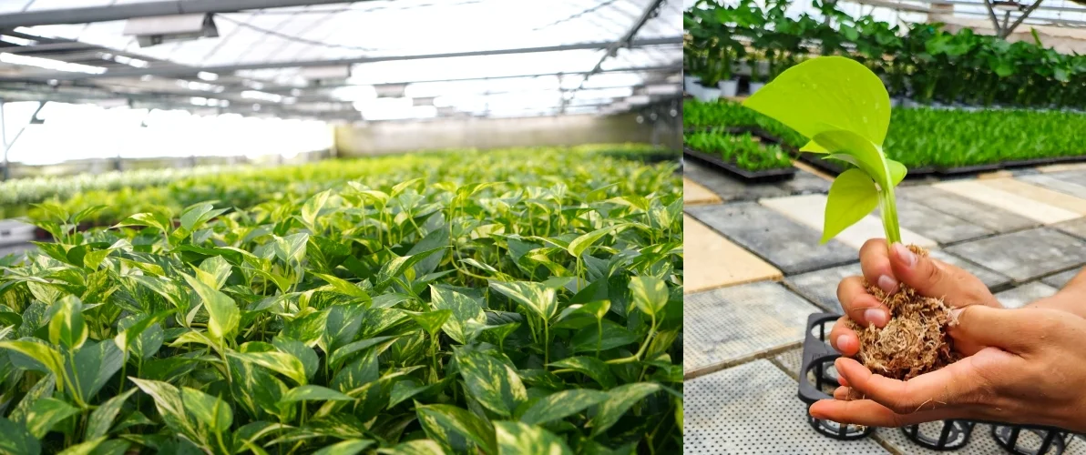 스킨답서스 모주와 수태