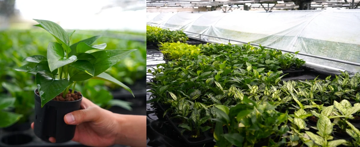 하이드로볼에 식재된 스킨답서스