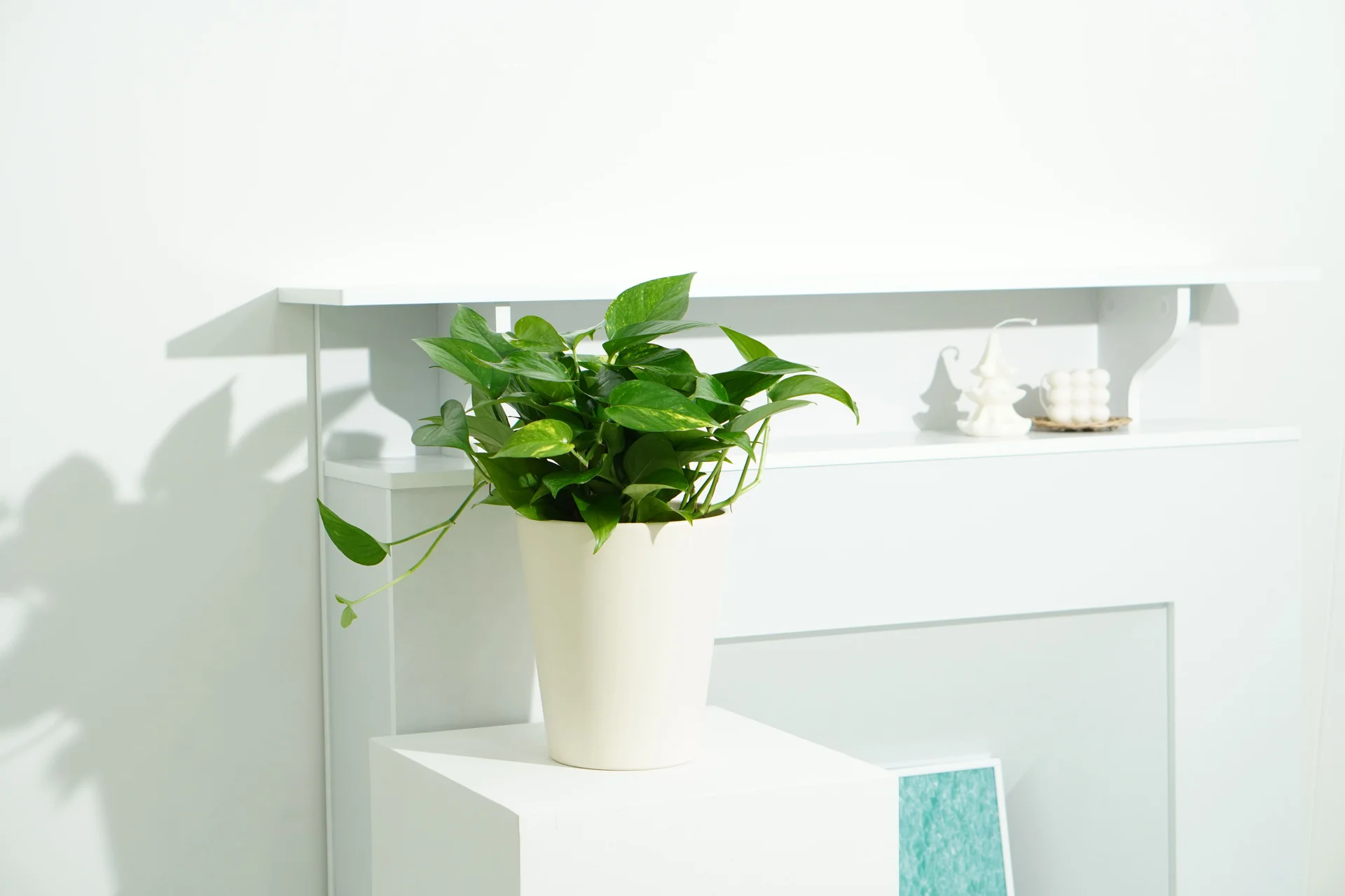 스킨답서스 수경화분