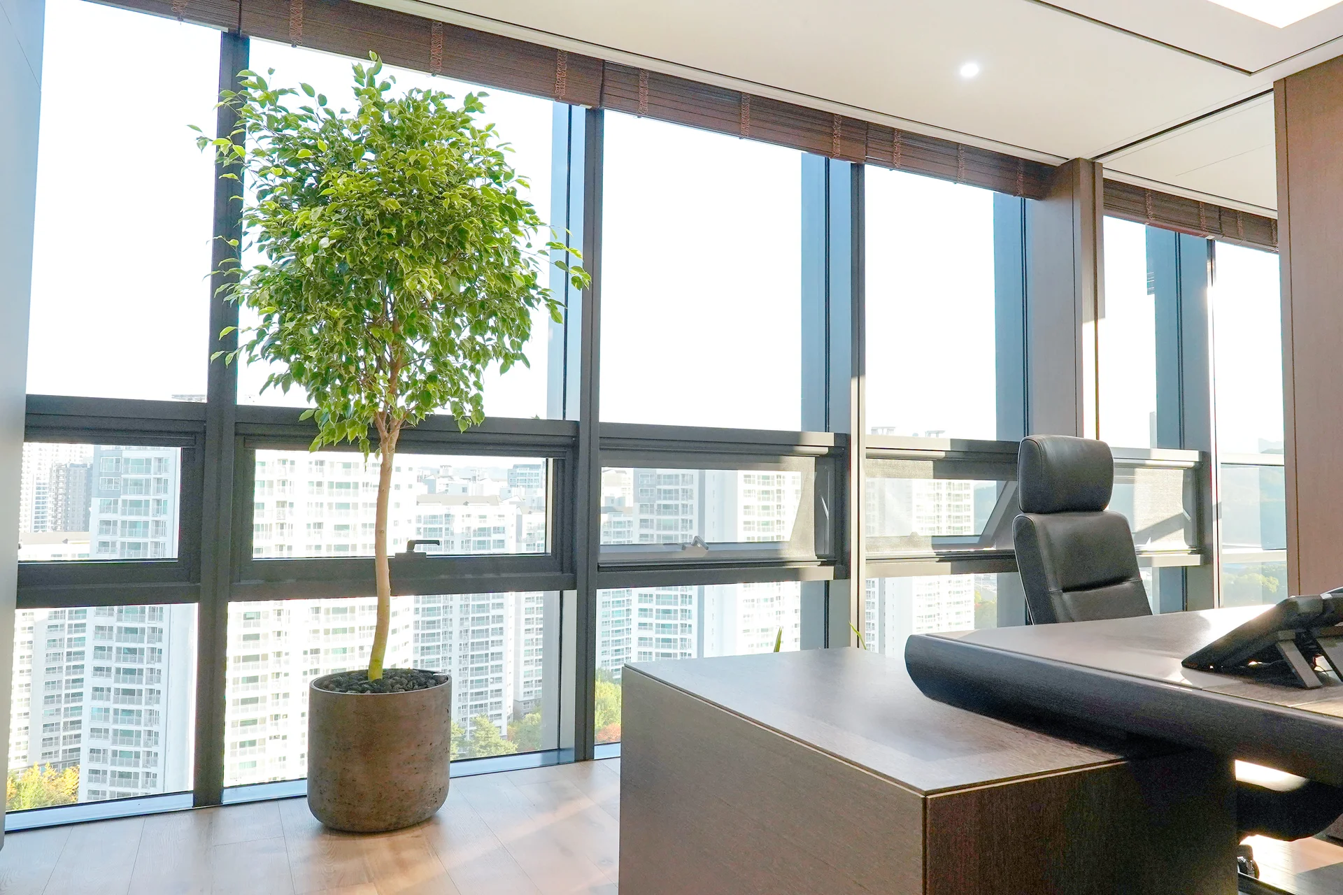 대형식물 화분을 활용한 실내조경