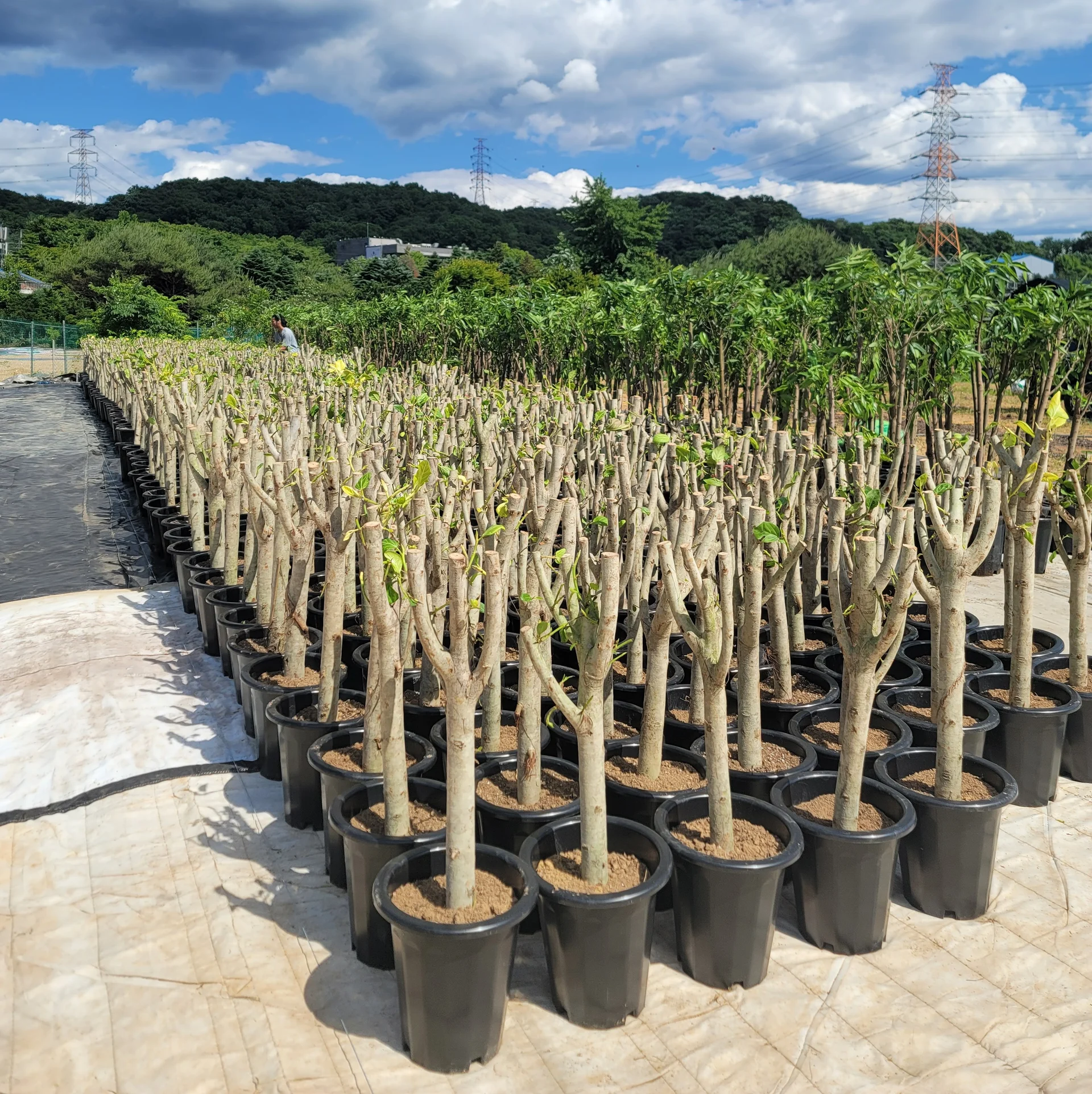 중국에서 수입해 온 후의 관엽식물들. 국내 세관 상 모두 잎을 제거한 상태