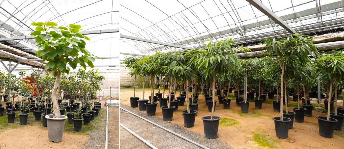 실내적응을 마친 대형 관엽식물들