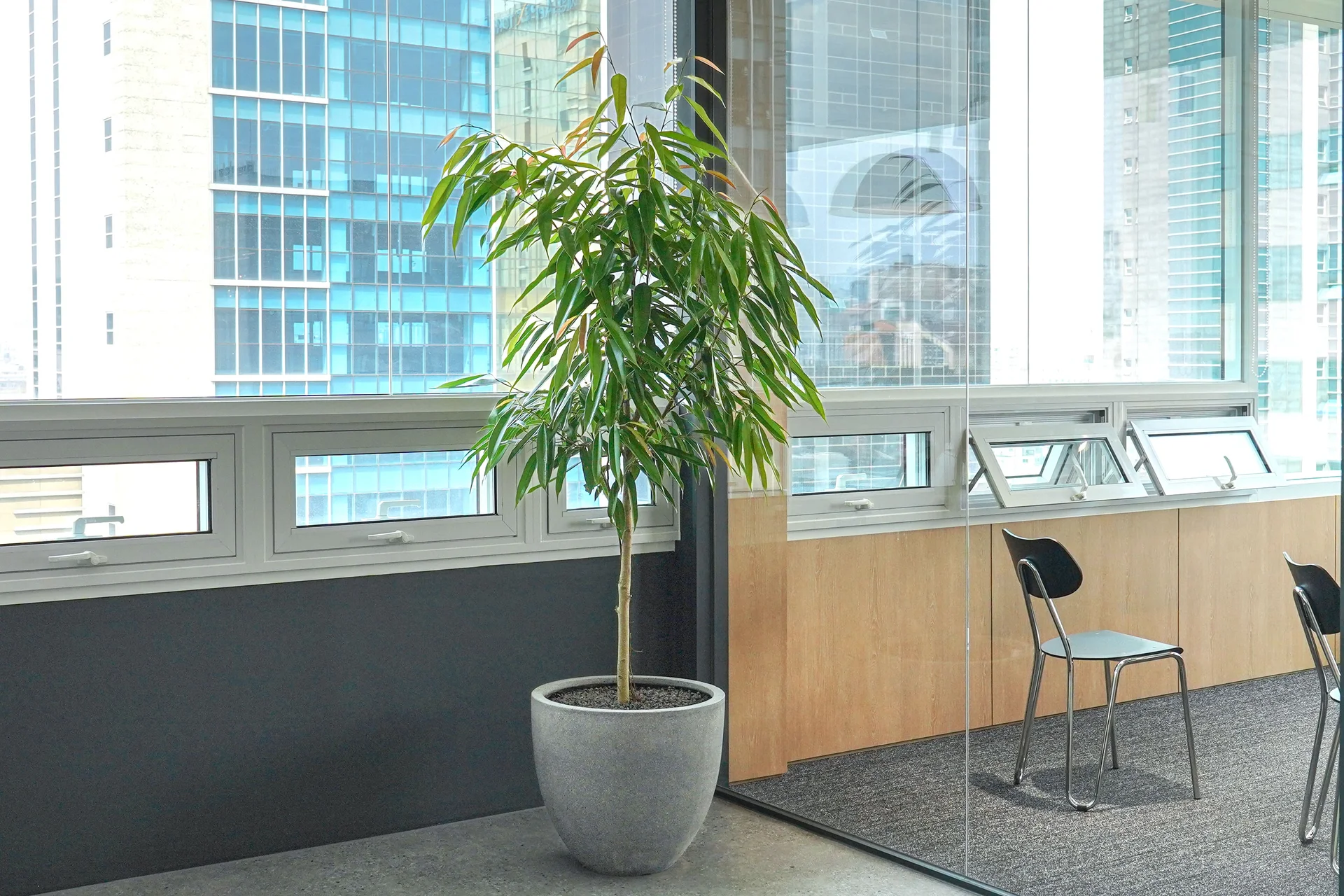 고객사에 납품된 골드알리나무 식물