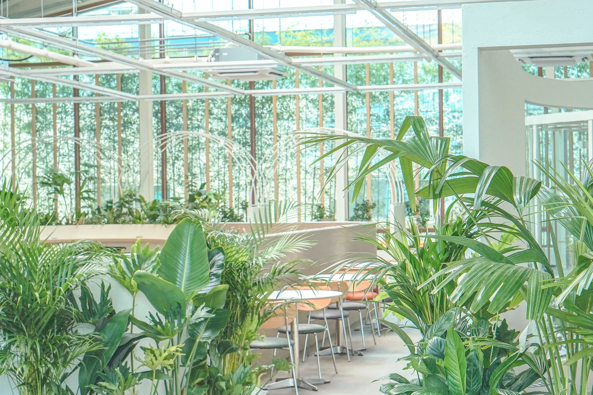 베이커리카페에 연출한 실내 식물 플랜테리어로 화사한 느낌이 가득하다