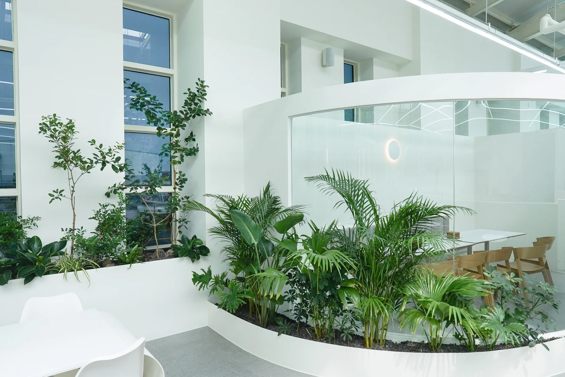 다인원 공간 주변에 낮은 관엽식물 플랜테리어로 내추럴한 모습이 드러나는 사진