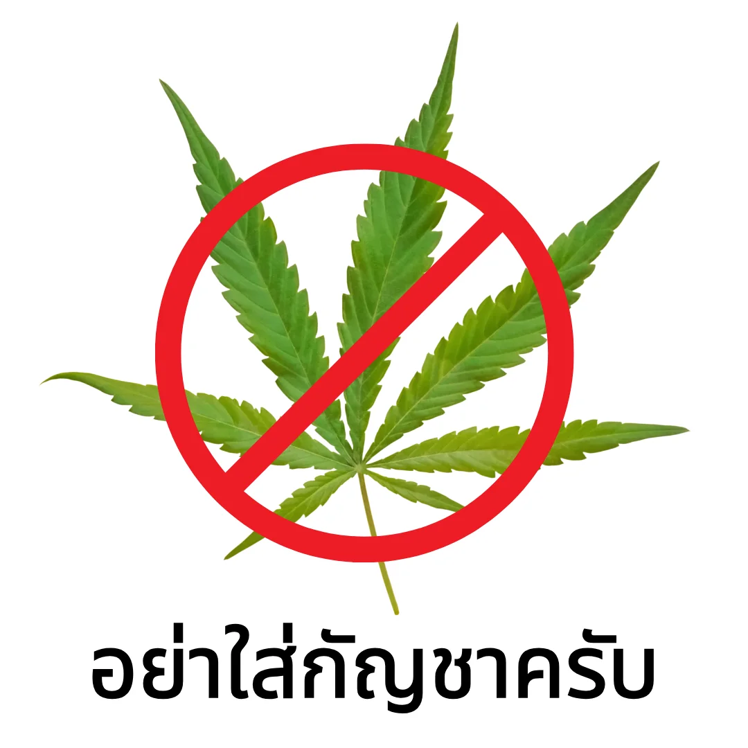 태국 대마, Cannabis