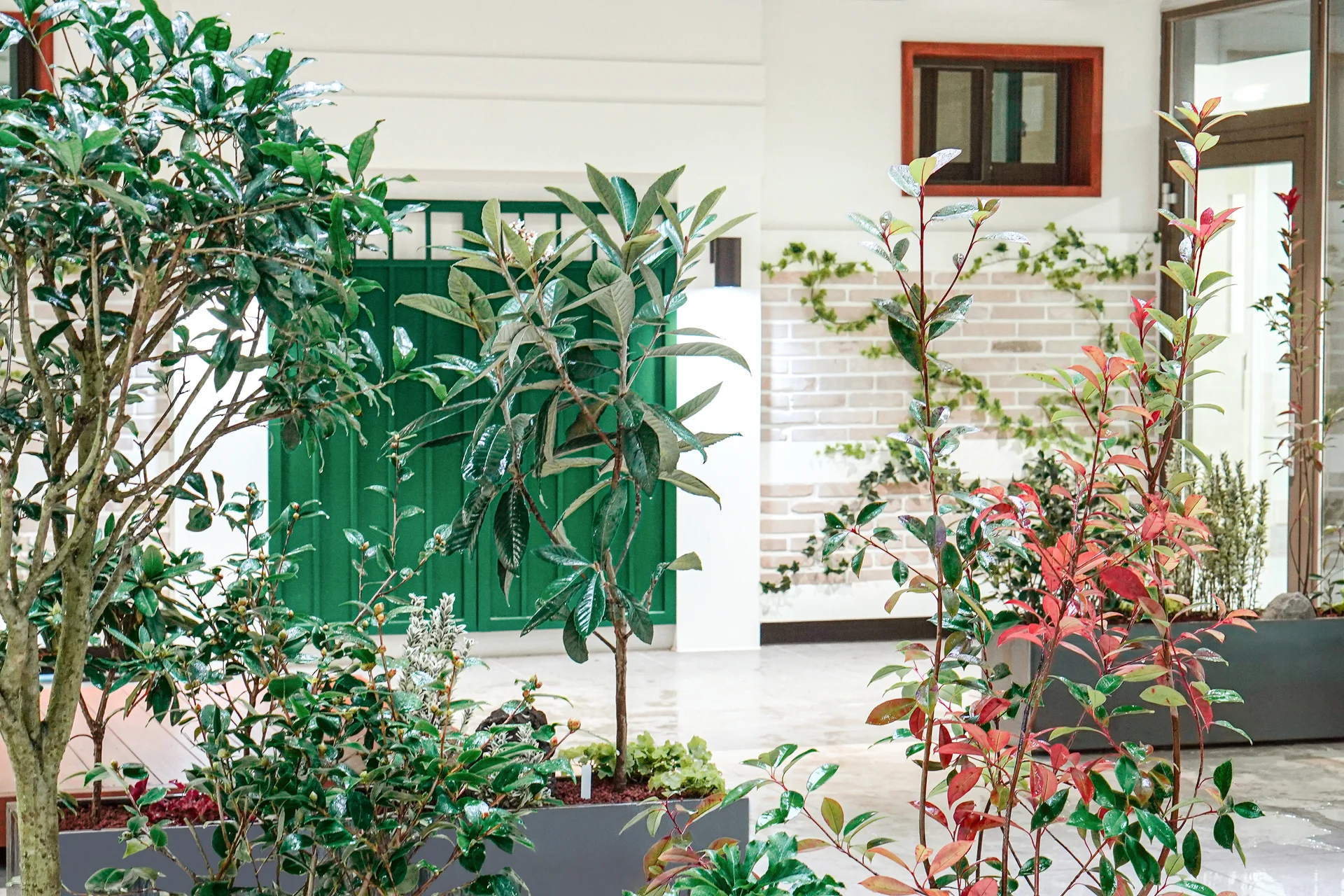 중정 플랜트박스에 식재한 수종을 가까이에서 촬영하였다