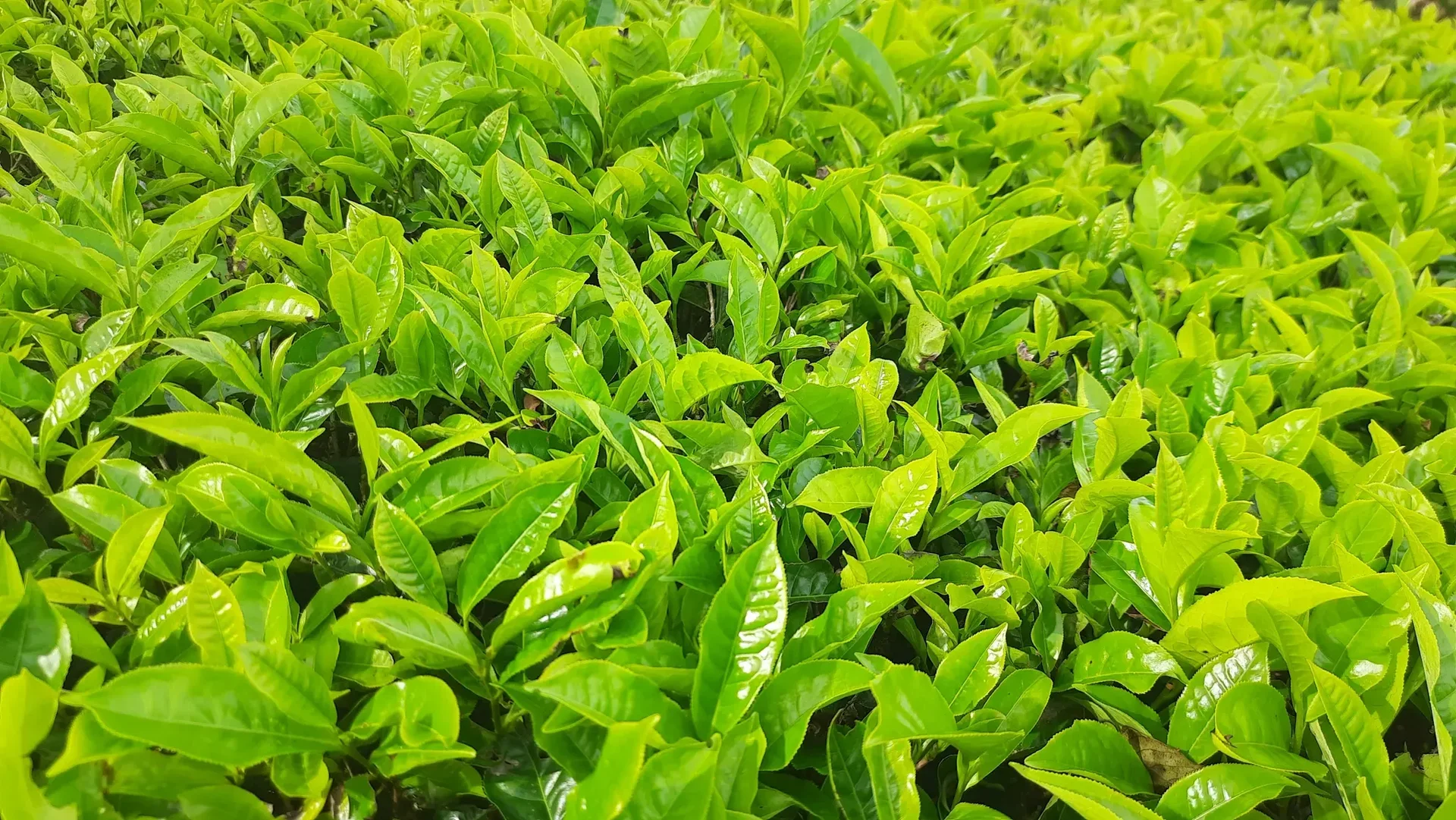 천연 수면 보조제 원료 녹차잎