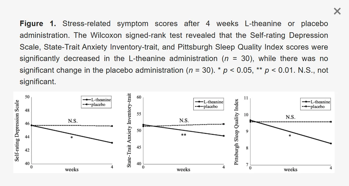 테아닌 효능 - 뇌파 알파파 증가로 긴장 완화 및 스트레스 감소