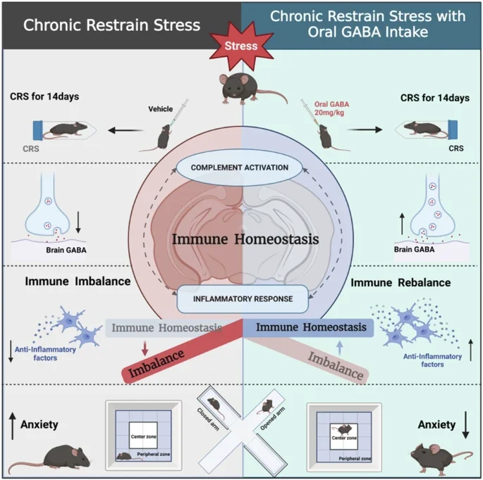 가바 GABA 효능 불안 완화 스트레스 해소 실험