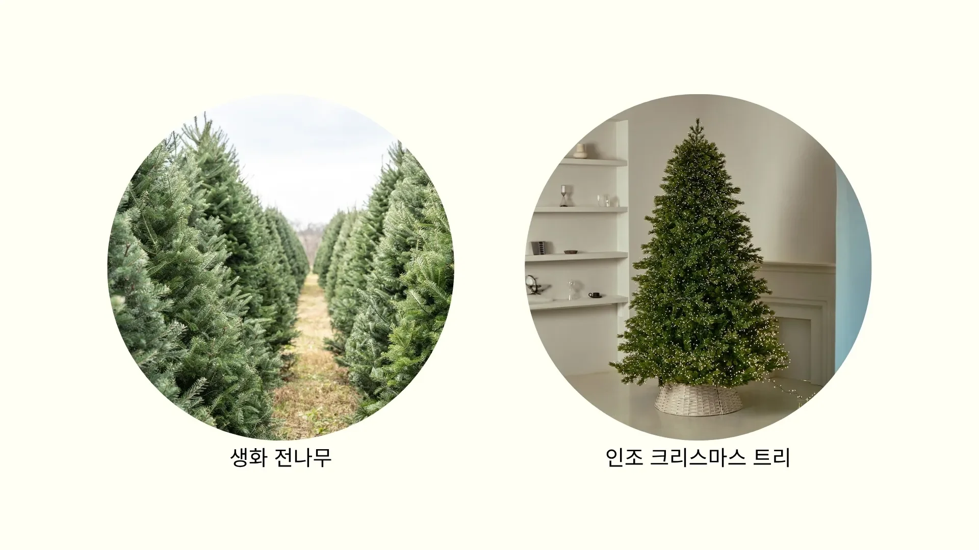 크리스마스 트리 잘 고르는 법